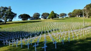 White crosses in Wellington Botanic Gardens